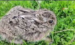 Ormanda bulduğu yavru tavşanı şırıngayla besliyor