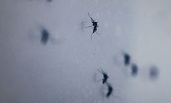 “Sivrisinek salgın hastalıklara yol açabilir”