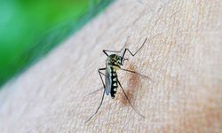 Dünyanın en tehlikeli türü: Sivrisinekler