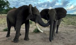 Trenlerin fillere çarpmasını yapay zeka ile önlüyorlar