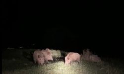 Yaban domuzları tarım arazilerine zarar veriyor