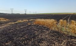 180 dönüm buğday cayır cayır yandı