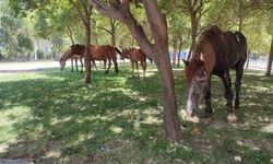 Sıcaklıklar arttı: Yılkı atları çocuk parkına indi