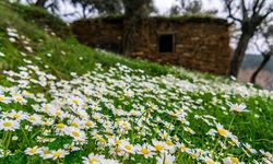 İzmir’in gizli bahar bahçesi: Bayıdır