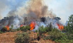 Bingöl'ün Genç ve Kiğı İlçelerinde orman yangınları kontrol altına alınmaya çalışılıyor
