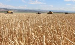 Tohumluk buğday hasadı başladı: 4 bin 500 ton üretim bekleniyor