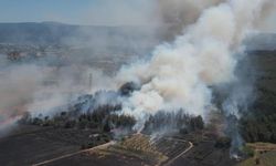 Bursa'daki yangın ormana sıçradı