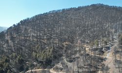 Denizli'de orman yangını 22 saat sonra kontrol altına alındı