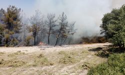 Denizli'deki orman yangınına ekipler müdahale ediyor