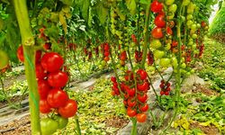 Bahçıvanların yıllardır sakladığı doğal gübre yöntemi! Domateslerin altına gömün, kova kova hasat edin!