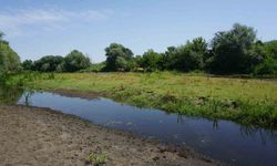 Edirne'de Tunca Nehri kuraklık nedeniyle su seviyesini kaybediyor