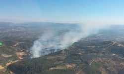 İzmir Bergama'daki orman yangını kontrol altına alındı