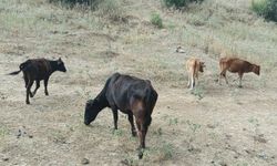 Kayıp inekler 4 gün sonra bulundu