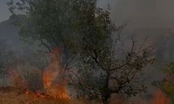 Mardin'in Yeşilli ilçesinde ağaçlık alanda çıkan yangın söndürüldü