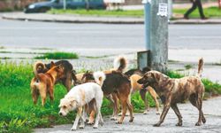 Sahipsiz hayvan düzenlemesi: Sokağa atanın cezası 10 kat artacak
