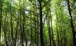 Türkiye’de terapi ormanları yaygınlaşıyor: Terapi ormanları hangi şehirlerde var? Faydaları neler?