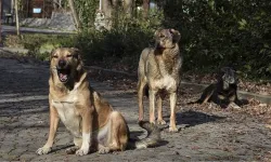 17 maddelik teklif TBMM Başkanlığı'na sunuldu! Sahipsiz saldırgan köpekler uyutulacak