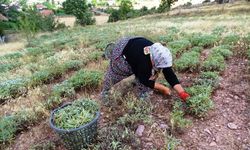 Karbasan'da adaçayı hasadi başladı!