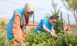 Adana Gençlik Merkezi'nde doğal tarım ürünleri yetişiyor