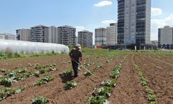 Apartmanlar arasında tarım mücadelesi