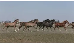 TİGEM, 73 Safkan Arap Koşu Tayını açık artırma ile satışa sunacak