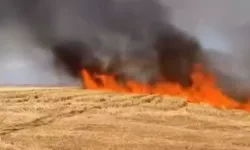 Arazi yangınları bir çok hayvanında ölümüne neden oluyor