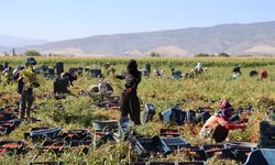 Aydın'da çeri domates üretimi başladı: Çiftçilerin umudu oldu