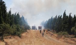 Çanakkale'nin Bayramiç ilçesinde orman yangını: Havadan ve karadan müdahale sürüyor