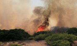 Ekoloji uzmanından yangına karşı rüzgar perdesi önerisi