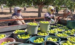 Erkenci taze incir hasadı başladı