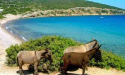 İzmir'de eşeklerin özgürce gezdiği, doğarseverler için bir ada: Eşek Adası