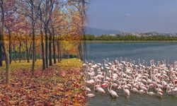 İzmir’de doğaya en yakın kaçış noktası! Flamingoları seyredin, piknik yapın