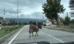 Bolu-Karacasu yolu üzerinde inek trafiği tehlikeye düştü!