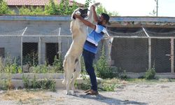 İri cüssesiyle nam salan Aksaray Malaklısı insan boyunu geçiyor