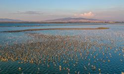 İzmir Kuş Cenneti'nde binlerce Flamingo yavrusu göç hazırlığında