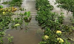 Kuvvetli yağış tarım arazilerini vurdu: Karpuz tarlaları sular altında kaldı