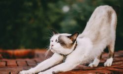 Kediler eşyaları neden tırmalar? Bu önlenebilir mi?