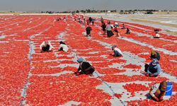 Kurutmalık domates sezonu başladı!