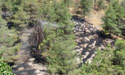 Şanlıurfa'da orman yangını kontrol altına alındı