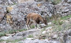 Yabani dağ keçileri görüntülendi