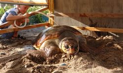 Yaralı Caretta Caretta cerrahi müdahalenin ardından denize bırakıldı