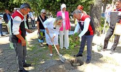 Çeşme'de sakız ağaçlarında hasat heyecanı