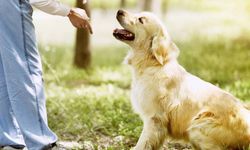 Köpekler komutları ses tonuna mı, yoksa kelimelere göre mi anlıyor? İşte şaşırtıcı cevap!