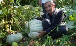 Ata tohumundan 50 kilogramlık bal kabağı