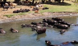 Burası Serengeti değil Erzincan Ovası