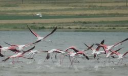 Erçek Gölü'nde flamingoların görkemli dönüşü