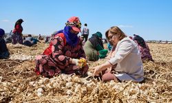 "Haydi Tarladan Sofraya" projesi ile çiftçi ile tüketici buluşturulacak