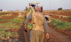 Karpuz hasadında umutlar suya düştü