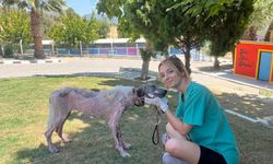 Kuşadası'nda orman yangınından kurtarılan köpek sağlığına kavuştu