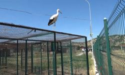 Kütahya'daki leylek, tedavi sonrası doğaya dönmek istemiyor